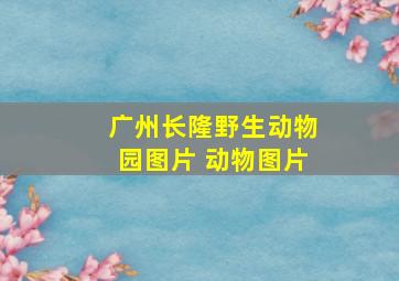 广州长隆野生动物园图片 动物图片